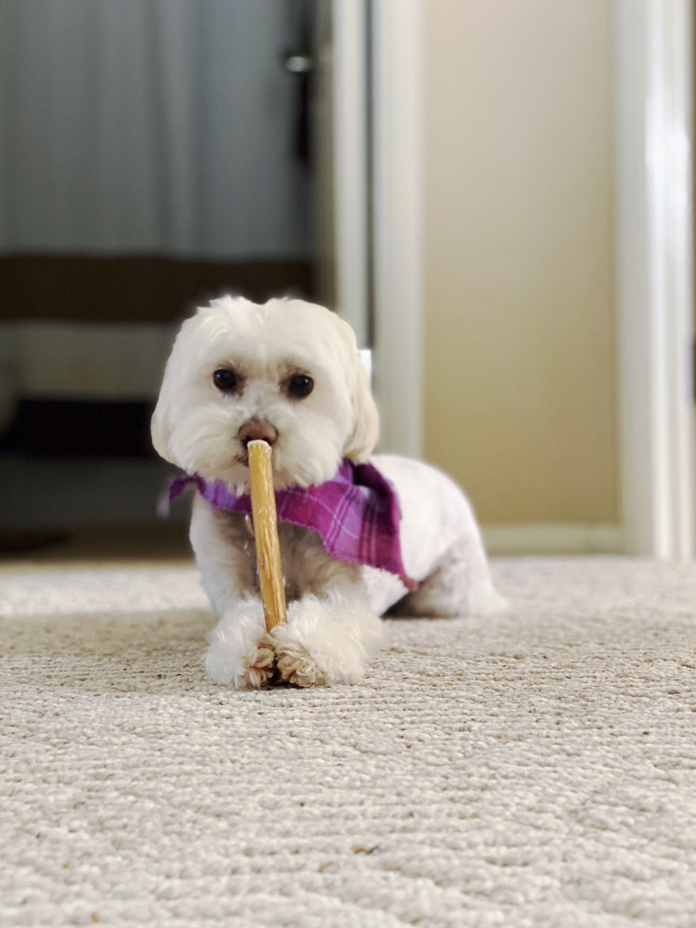 Lily the dog